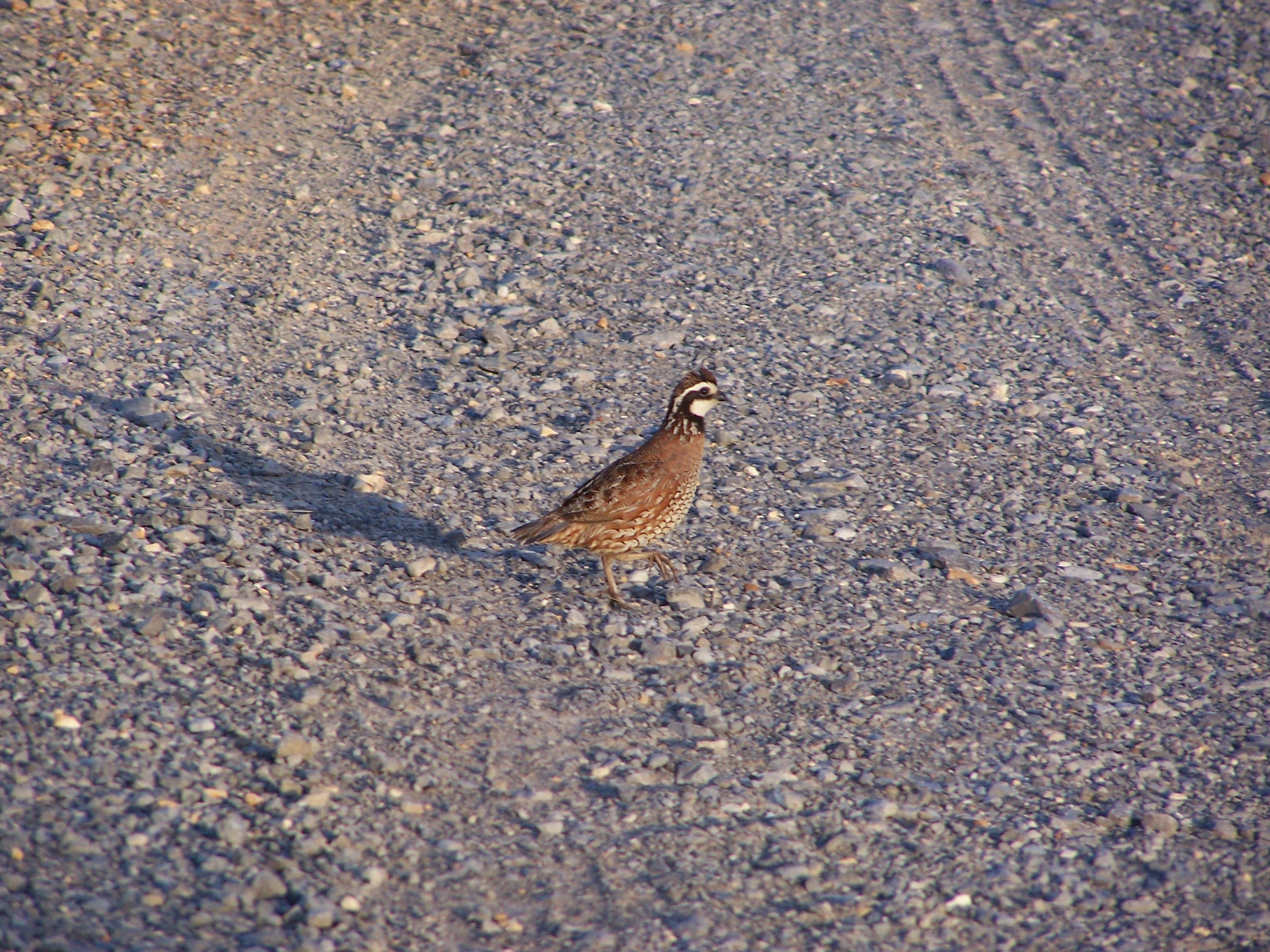 Hunting Fort Campbell iSportsman